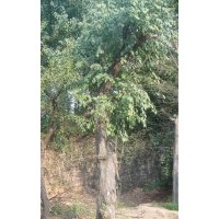 安慶龍山名樹園出售大規格絲棉木