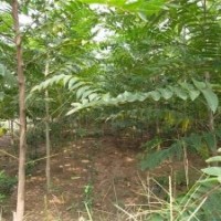 山東臭椿樹 3公分臭椿產地 4公分臭椿圖片
