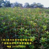 供應1米2高優質大紅朱砂桂移栽小苗