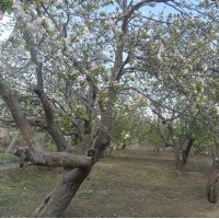 河北八棱海棠樹經典觀賞樹