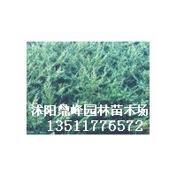 供應地柏，扶芳藤，衛矛，紅葉小檗，金葉女貞，紅葉石楠