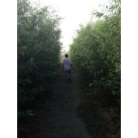 出售優質竹柳、白蠟