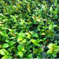 供應(yīng)紅花繼木,紅葉石楠,桂花，茶花，茶梅，杜鵑,金邊黃楊等扦插