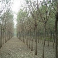 國槐供應(yīng)-國槐小苗價格