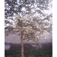 大量出售各種規(guī)格，大構(gòu)樹。