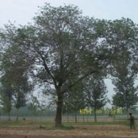 供應榆樹，榆樹報價，榆樹基地