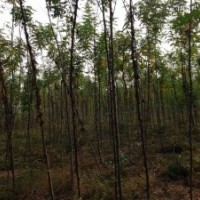 香花槐2-4公分8-12公分，國槐8-9公分