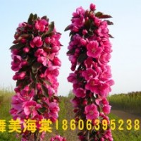 供應芭蕾舞海棠，芭蕾舞海棠也叫舞美海棠，臨沂木瓜園藝場有售