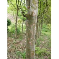 供應木瓜 木梨苗木，木梨是木瓜的一個人品種嗎？山東臨沂木瓜園