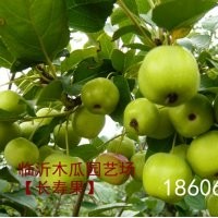 供應盆栽長壽果價格，盆栽長壽果的觀賞價值，木瓜長壽果基地