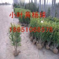 小葉黃楊供應，小葉黃楊球出售，小葉黃楊專賣，小葉黃楊種植，小