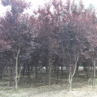 供應紅葉李 成都紅葉李苗木批發 成都紅葉李