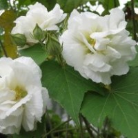 成都精品芙蓉花（開富貴）批發