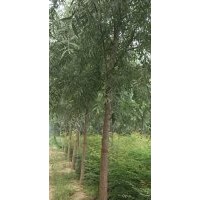 速生柳、北欒、臭椿