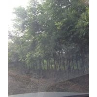 欒樹