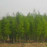 池杉價格，江蘇池杉基地