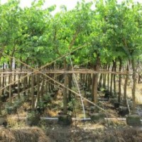 長期大量供應各種規格藍花楹、紅花羊蹄甲