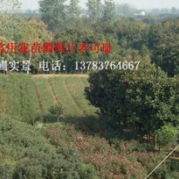 河南苗木價格，紫薇價格，八月桂花價格，四季桂花價格，金絲桃價