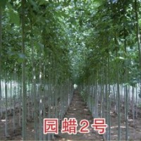 供應速生白蠟苗