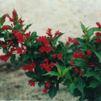 保定曲陽(yáng)大量出售紅王子錦帶/保定出售紅王子錦帶
