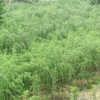 江蘇常州專業(yè)銷售綠垂柳！