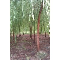江蘇常州專業(yè)供應綠垂柳!!!