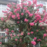 江西南昌出售花木，有紫薇、杜鵑、根雕、紅豆杉大量供應