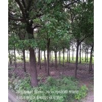 供應(yīng)15公分香樟樹(shù)（帶樹(shù)冠）約200顆