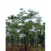 供應河南黃山欒樹最新價格咨詢，直銷江蘇定桿欒樹價格，浙江欒樹