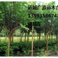 國槐出售、2-3公分國槐、價格優惠