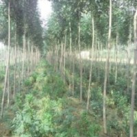 大量供應(yīng)速生白蠟、國(guó)槐成品苗、實(shí)生苗及半成品