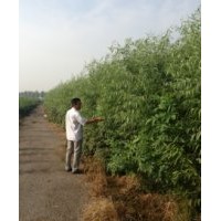 供應竹柳、蜀儈、金葉榆、紫薇、櫻花