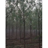 買竹柳、櫻花、蜀儈、紫薇到青峰苗木基地
