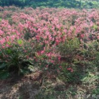 四川紫薇經銷