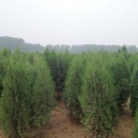 北京檜柏生產基地|保定北京檜柏