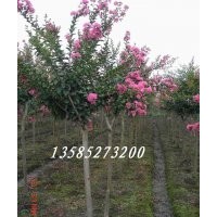 大量銷售各種綠化苗木：紫薇、紫荊、紫葉李、銀杏、