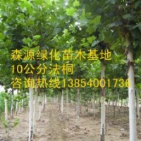 供應(yīng)3-10公分國槐-國槐價格