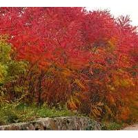 河北哪里的紅瑞木適應性強