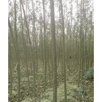 毛白楊。柳樹，白蠟，國(guó)槐，椿樹，榆樹，