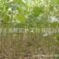 供應2公分速生白楊