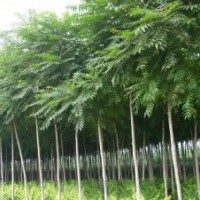 山西千頭椿各種規格