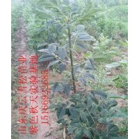 紫色秋天白蠟栽培要點及主要用途