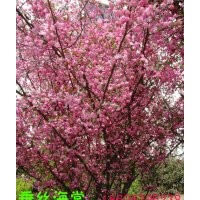 冬紅果海棠，西府海棠，垂絲海棠，紅寶石海棠，梨花海棠，雪花海