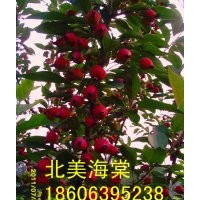供應山東北美海棠，北美海棠有多少個的品種？魯南千畝海棠園