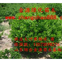 供應冬青衛矛（大葉黃楊）