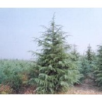 農戶直銷3米雪松