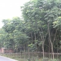 供應(yīng)各規(guī)格欒樹 欒樹價格
