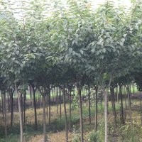 供應(yīng)櫻花小苗 晚櫻苗價格