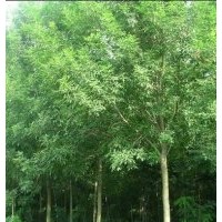 供應：10-12CM白臘，二千棵
