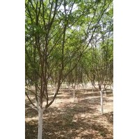 紫薇、龍柏、塔柏、紫荊、金葉女貞、櫻花